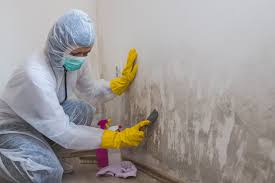 Best Basement Mold Removal  in American Falls, ID